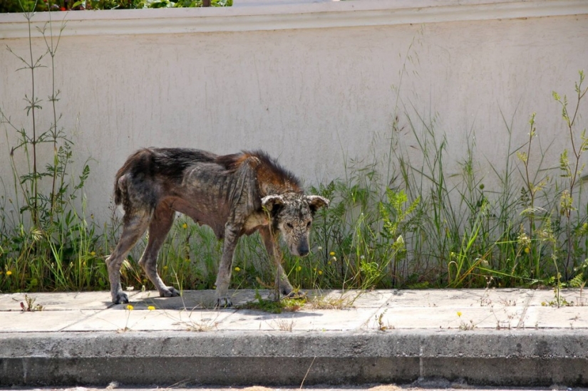 You won't recognize this dog today! Thanks to love and care, she turned into a beauty
