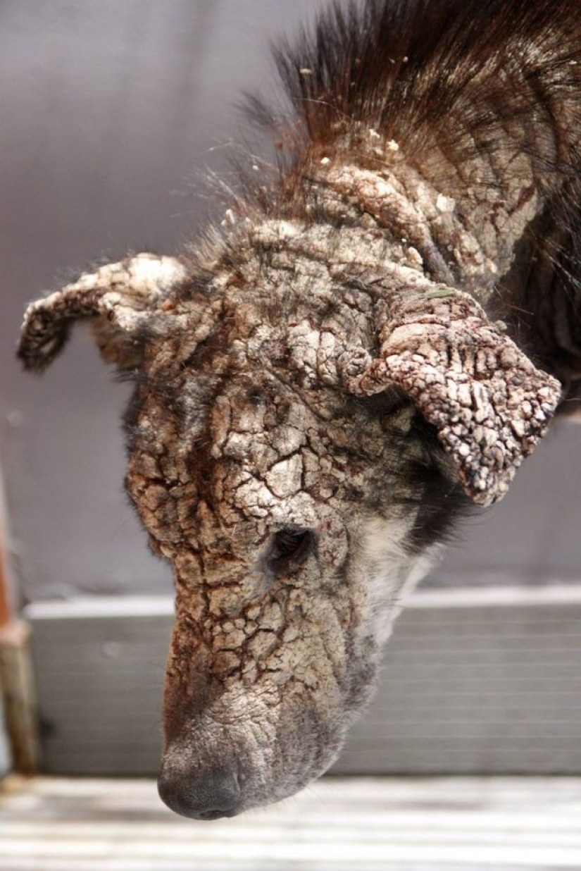 You won't recognize this dog today! Thanks to love and care, she turned into a beauty