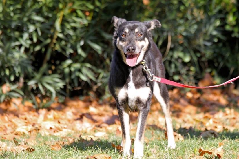 You won't recognize this dog today! Thanks to love and care, she turned into a beauty