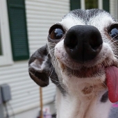 Zappa el perro es la contraparte de Sid el perezoso de Ice Age.