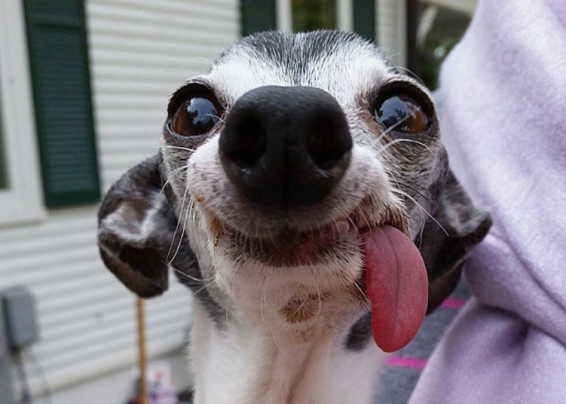 Zappa the dog is the counterpart of Sid the sloth from Ice Age. Zappa the dog is the counterpart of Sid the sloth from Ice Age.