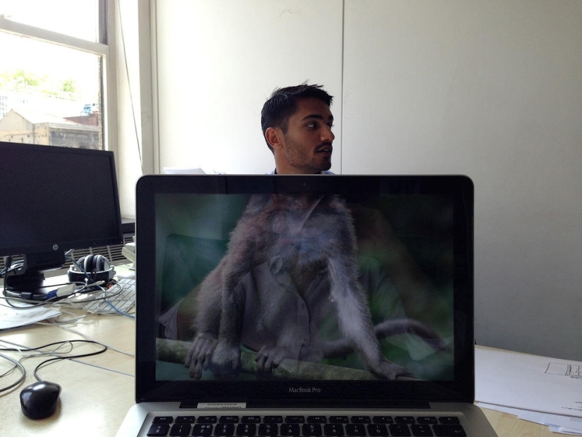 zoológico de oficina