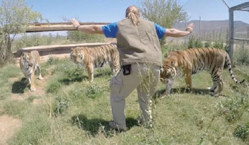 zoológico jurásico zoológico jurásico