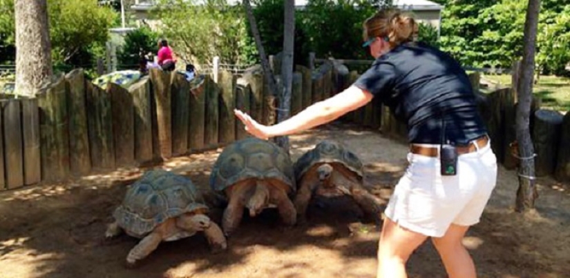 zoológico jurásico zoológico jurásico