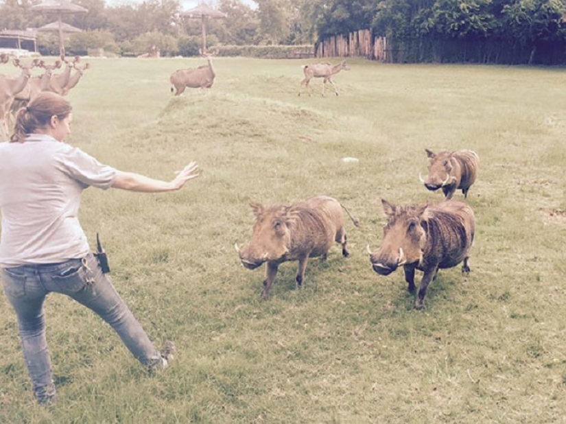 zoológico jurásico zoológico jurásico