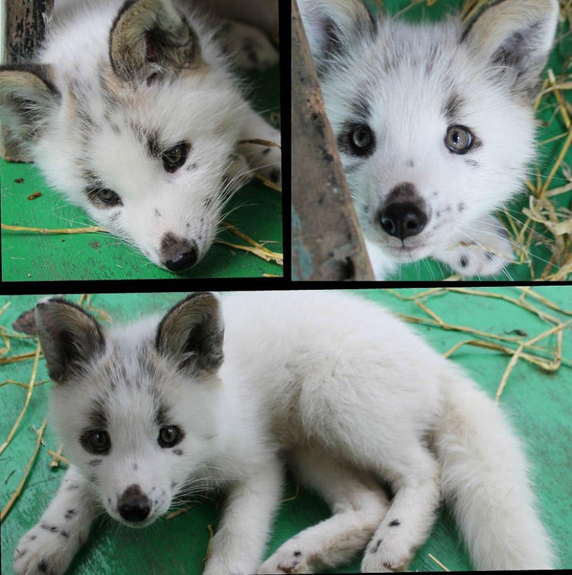 Zorro manual llamado Spring