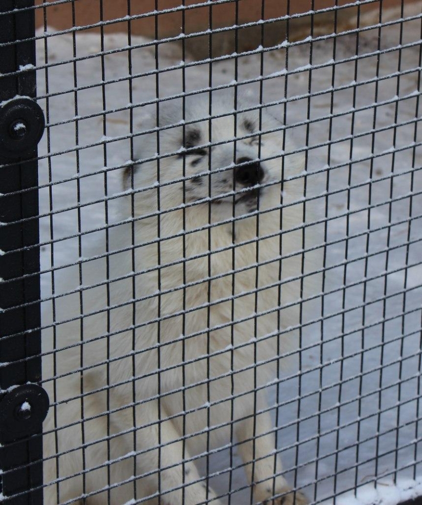 Zorro manual llamado Spring