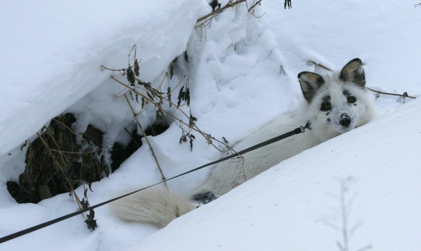 Zorro manual llamado Spring