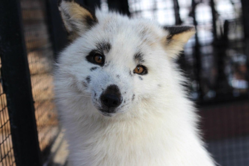 Zorro manual llamado Spring