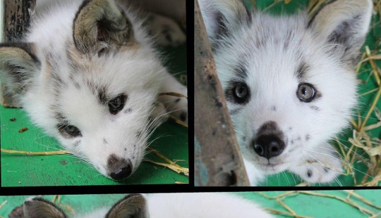 Zorro manual llamado Spring