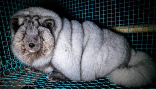 Zorro ártico completo: Los agricultores finlandeses alimentan a los animales a tamaños enormes Zorro ártico completo: Los agricultores finlandeses alimentan a los animales a tamaños enormes