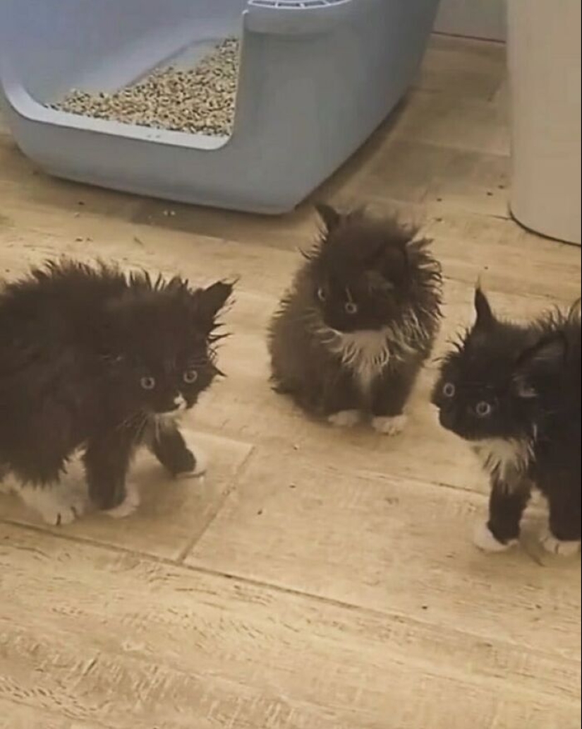 10 animales en “modo duende”, según lo compartido por esta cuenta dedicada de Instagram