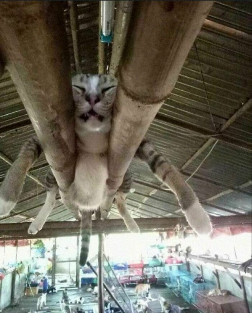 10 animales en “modo duende”, según lo compartido por esta cuenta dedicada de Instagram