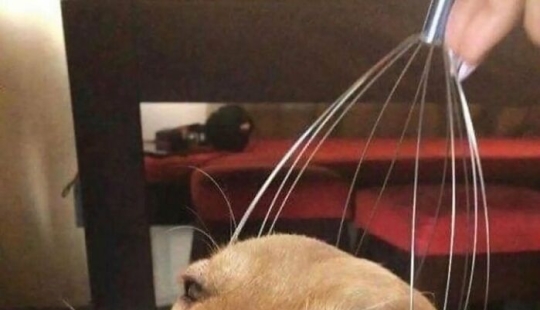 10 animales en “modo duende”, según lo compartido por esta cuenta dedicada de Instagram 10 animales en “modo duende”, según lo compartido por esta cuenta dedicada de Instagram