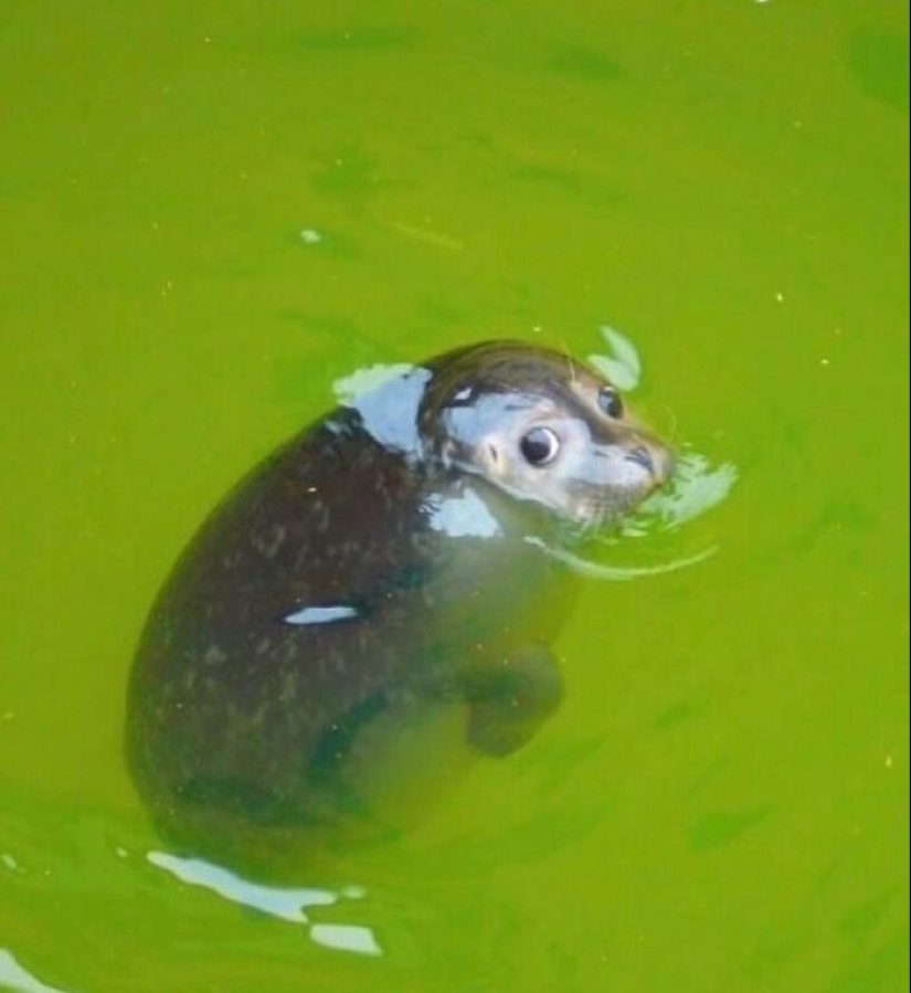 10 animales en “modo duende”, según lo compartido por esta cuenta dedicada de Instagram