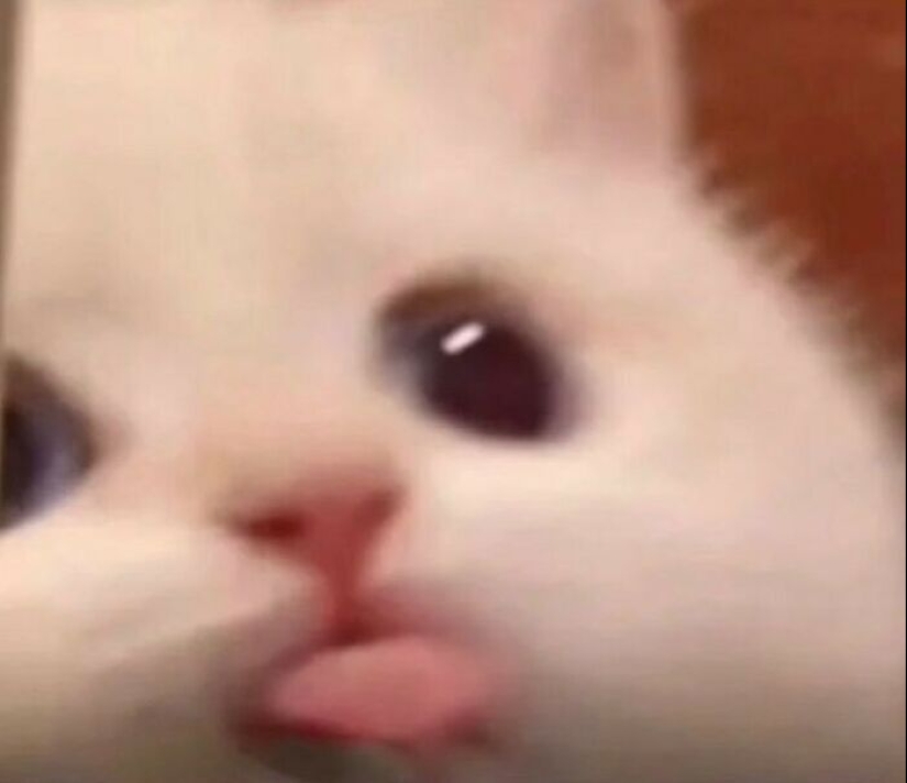 10 animales en “modo duende”, según lo compartido por esta cuenta dedicada de Instagram