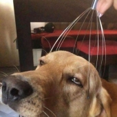 10 Animals Going “Goblin Mode”, As Shared By This Dedicated Instagram Account