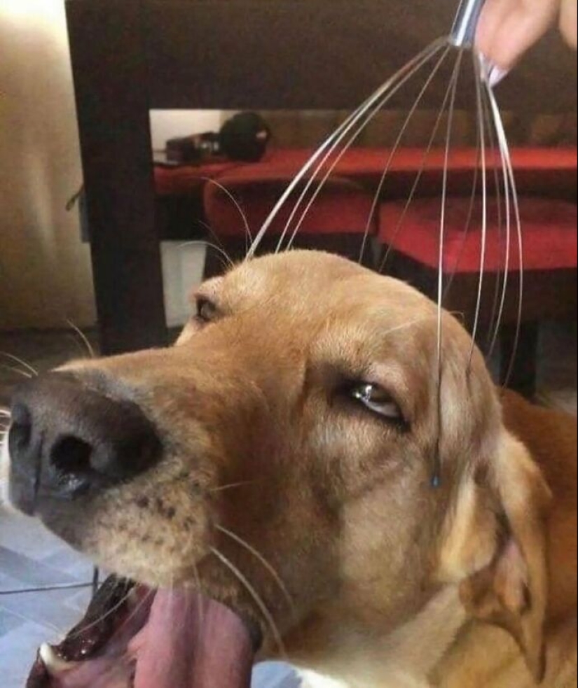 10 Animals Going “Goblin Mode”, As Shared By This Dedicated Instagram Account