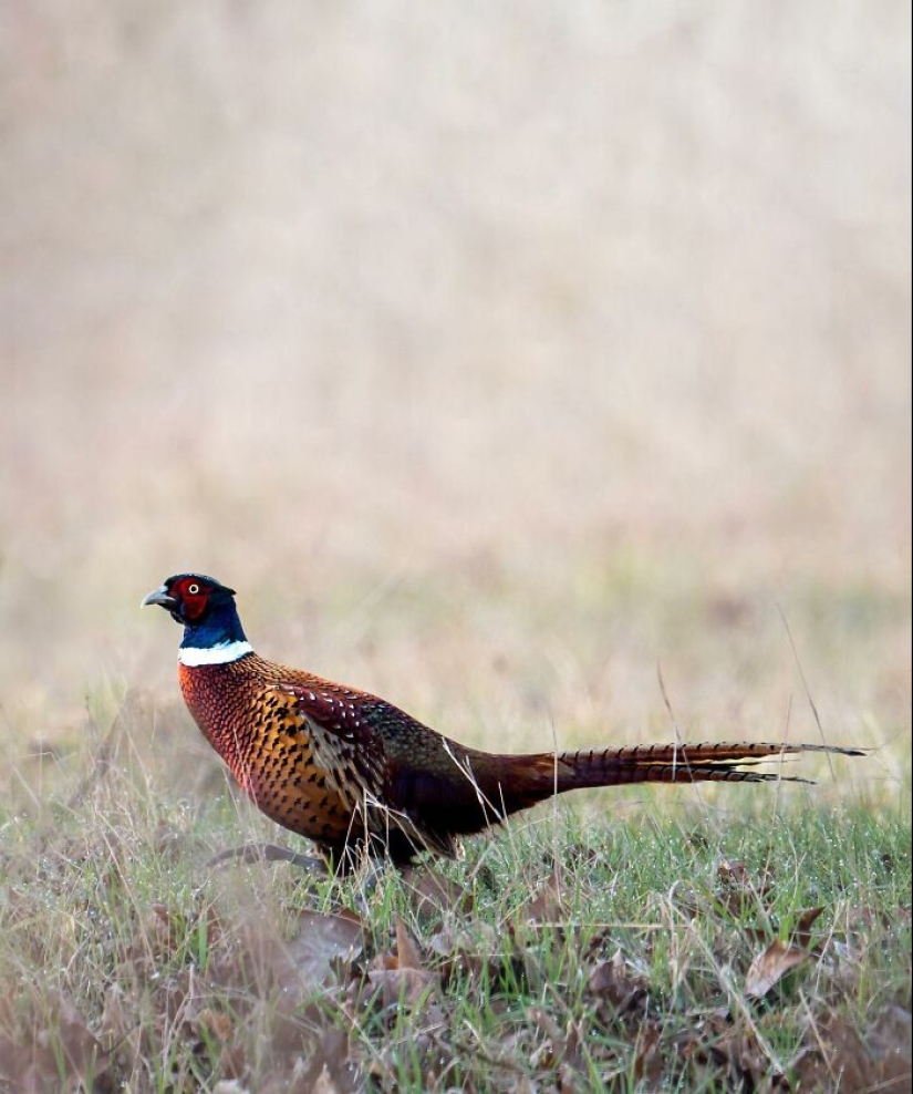 10 Captivating Photographs Of Animals In Their Natural Habitat By Alex Ugalek 10 Captivating Photographs Of Animals In Their Natural Habitat By Alex Ugalek