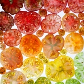 10 cautivadoras fotografías en degradado de artículos comunes por Brittany Wright