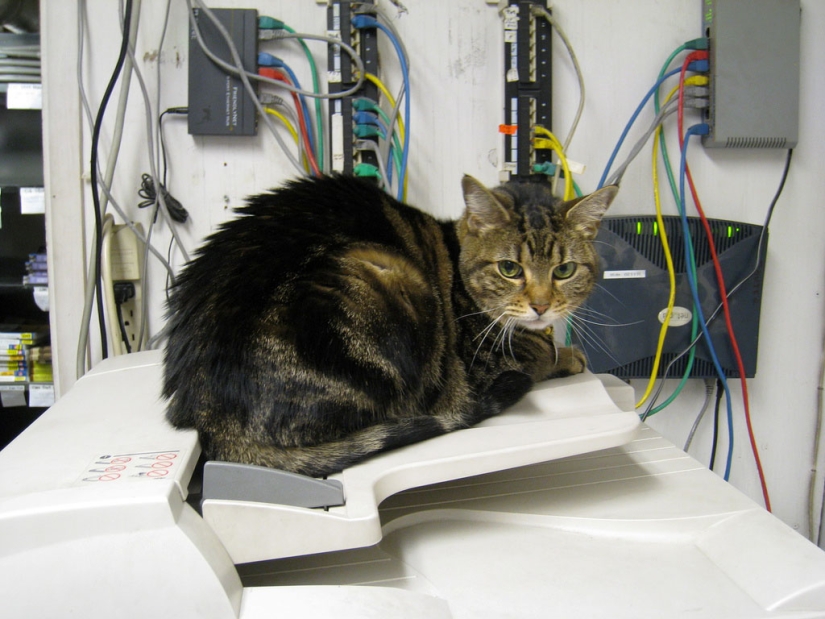 10 datos sobre los olores más útiles