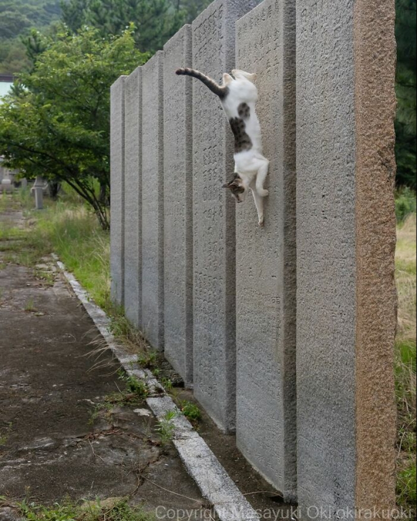 10 divertidas fotografías de gatos captadas por Masayuki Oki