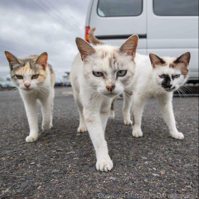 10 divertidas fotografías de gatos captadas por Masayuki Oki