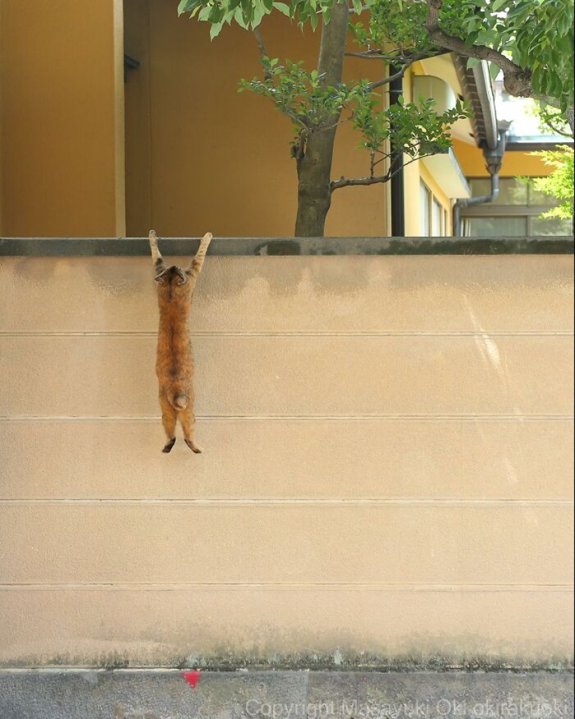 10 divertidas fotografías de gatos captadas por Masayuki Oki