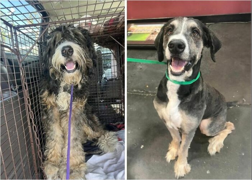 10 Dogs Before And After Being Rescued From Various Hardships