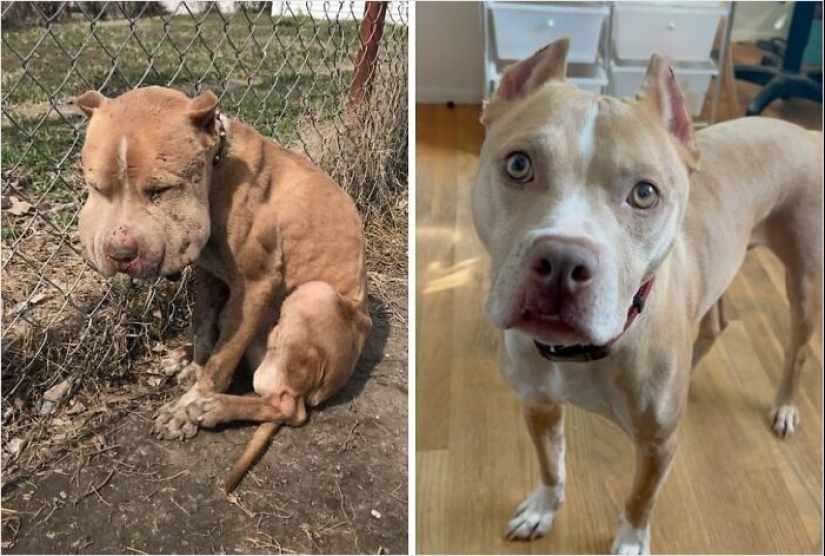 10 Dogs Before And After Being Rescued From Various Hardships