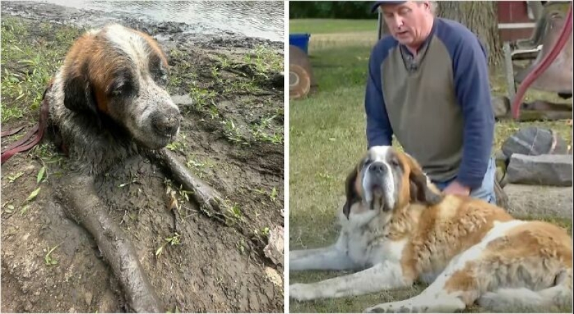 10 Dogs Before And After Being Rescued From Various Hardships