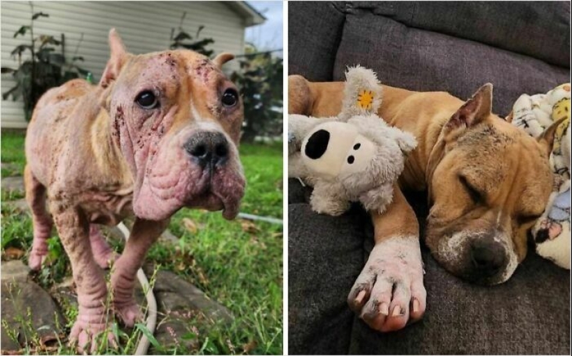 10 Dogs Before And After Being Rescued From Various Hardships