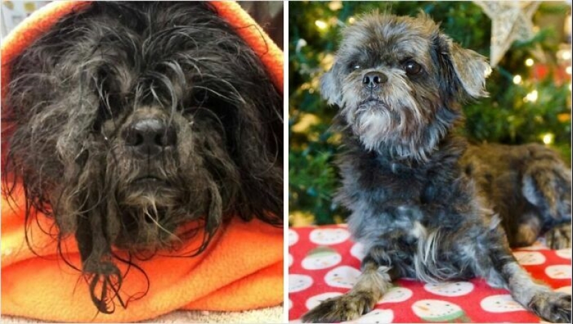 10 Dogs Before And After Being Rescued From Various Hardships
