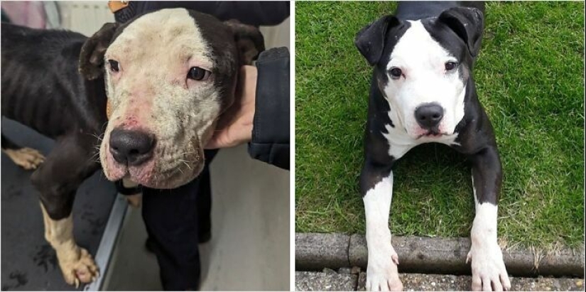 10 Dogs Before And After Being Rescued From Various Hardships