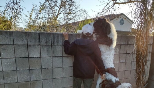 10 Dogs That Are Absolute Units And Don’t Know How Big They Are