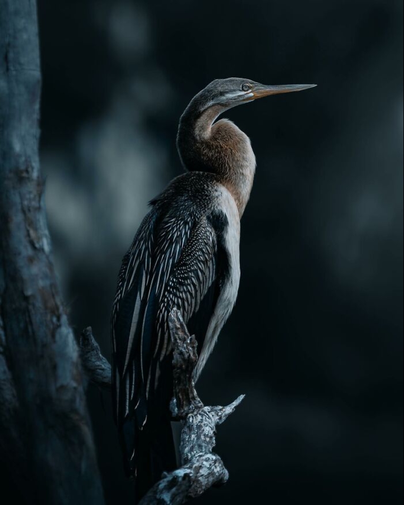 10 encantadoras fotografías de animales de Christine Ward