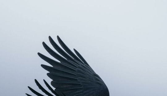 10 encantadoras fotografías de animales de Christine Ward