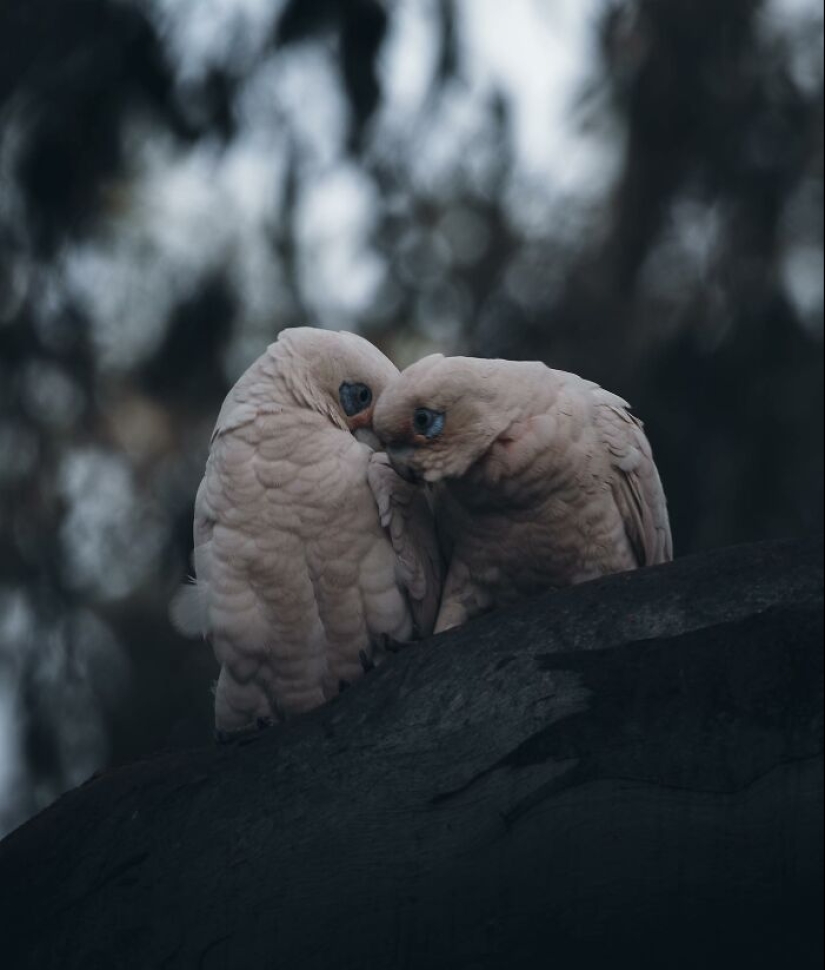 10 encantadoras fotografías de animales de Christine Ward