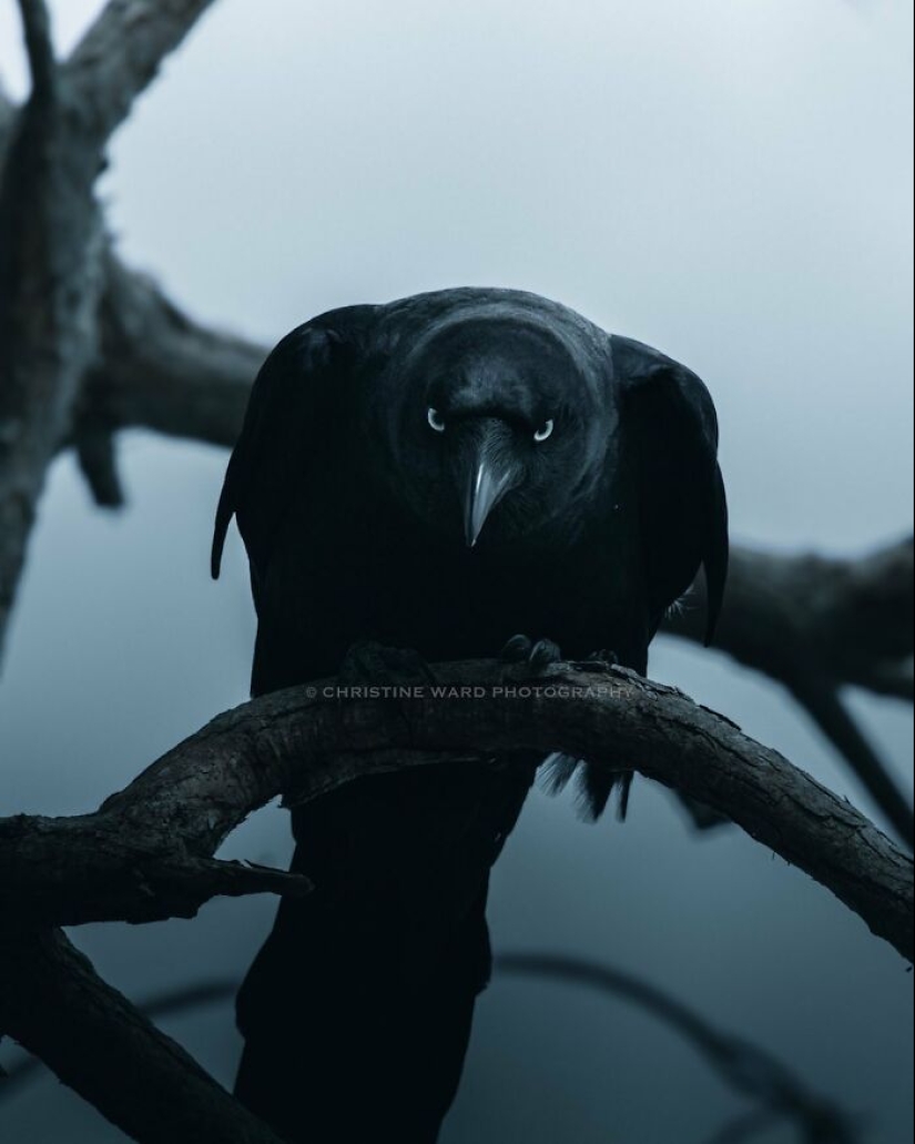 10 Enchanting Animal Photographs By Christine Ward