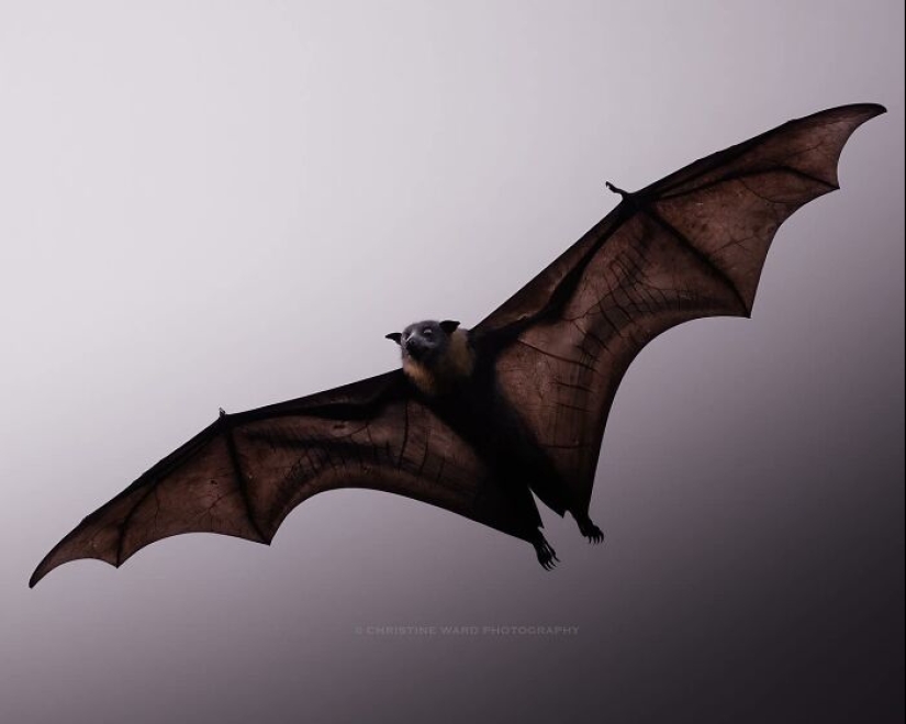 10 Enchanting Animal Photographs By Christine Ward