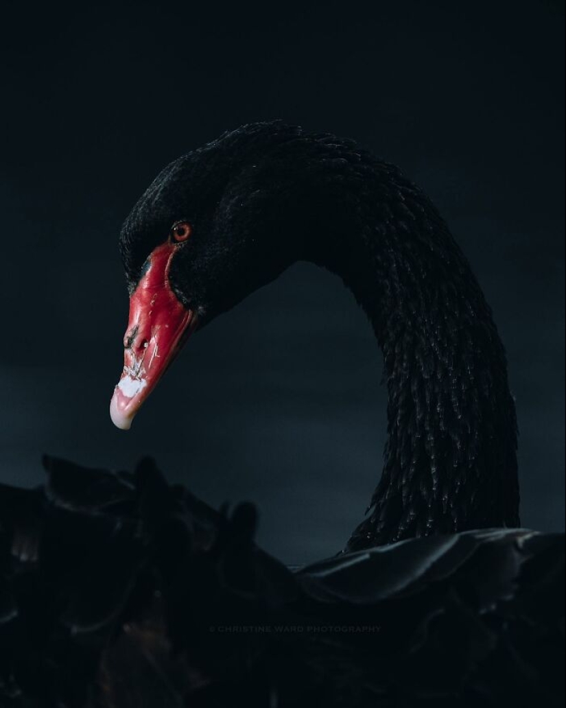 10 Enchanting Animal Photographs By Christine Ward