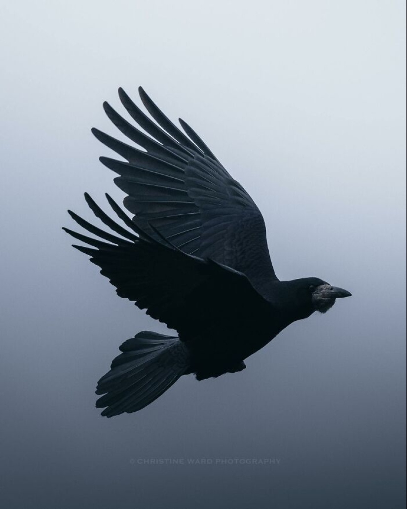 10 Enchanting Animal Photographs By Christine Ward