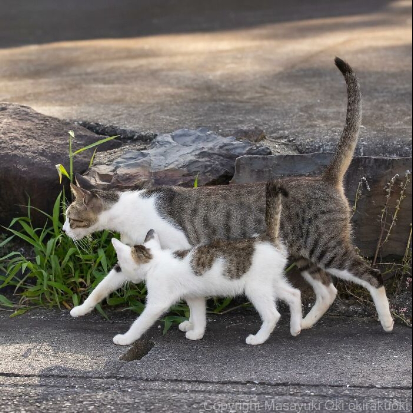 10 Entertaining Cat Pictures Captured By Masayuki Oki