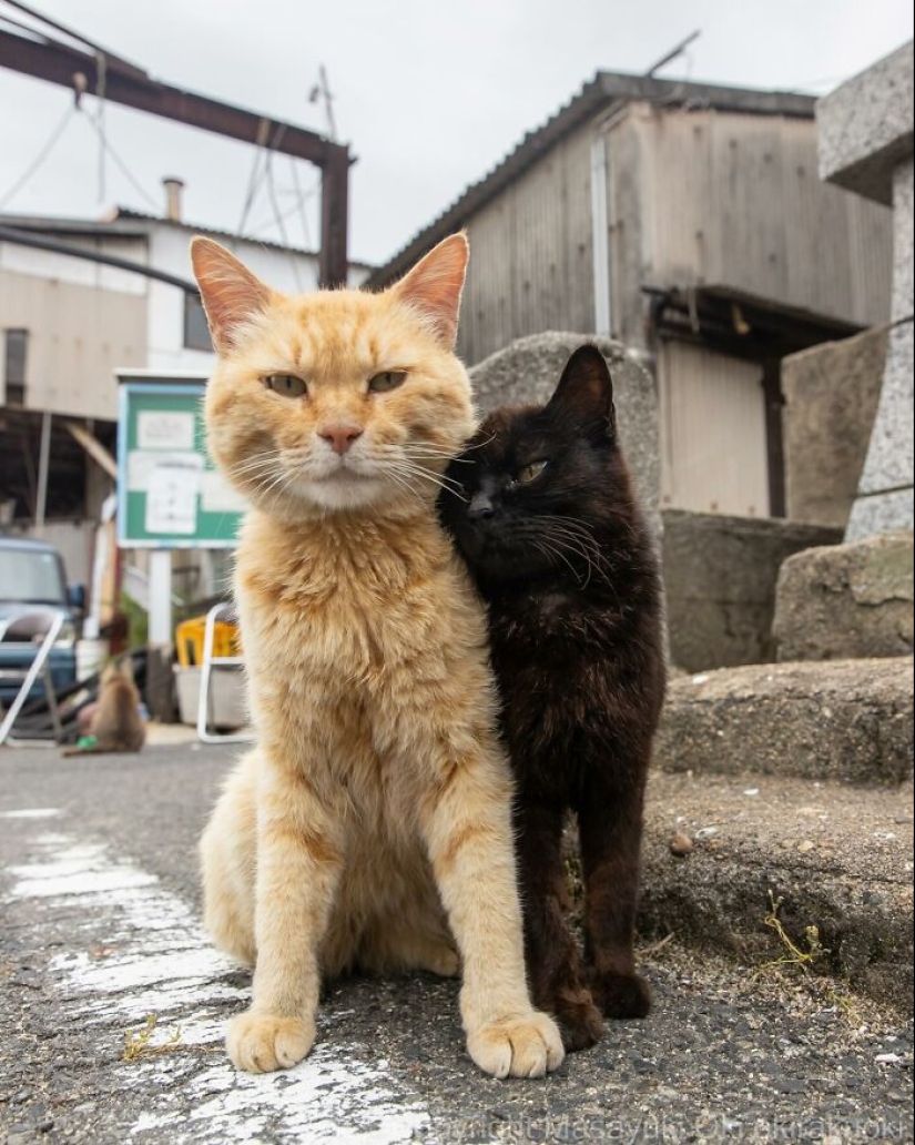 10 Entertaining Cat Pictures Captured By Masayuki Oki