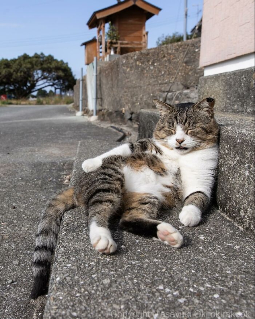 10 Entertaining Cat Pictures Captured By Masayuki Oki