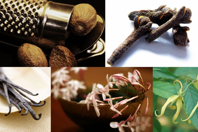 10 facts about the most useful smells