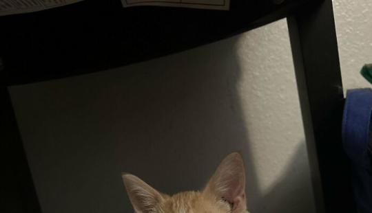 10 fotos adorables de personas que muestran las mascotas que han adoptado (edición de julio) 10 fotos adorables de personas que muestran las mascotas que han adoptado (edición de julio)