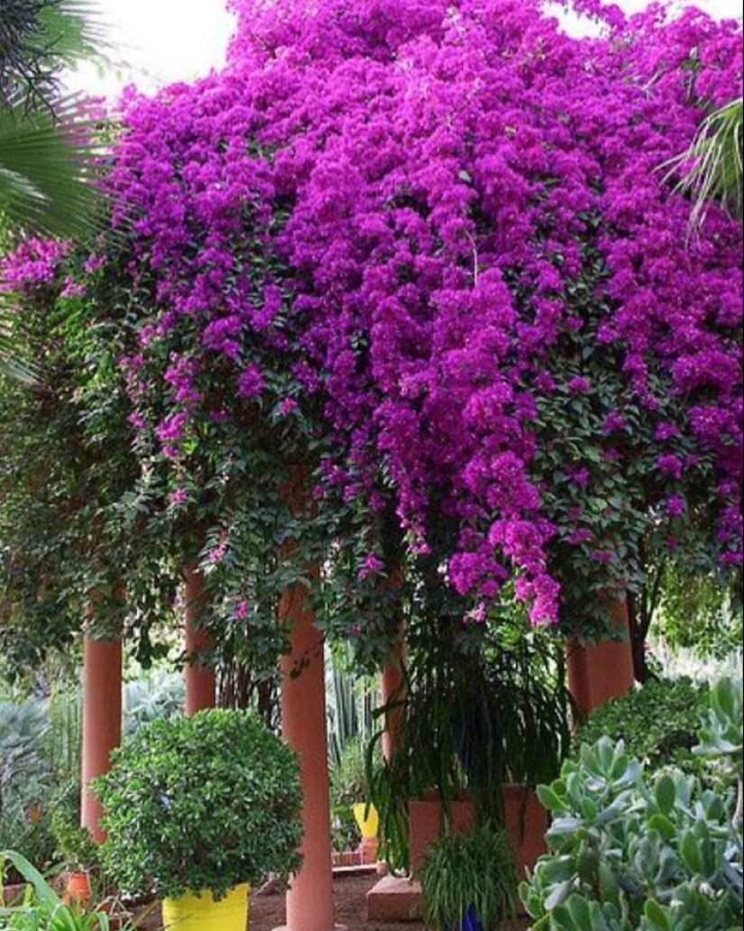 10 fotos celestiales de jardines que compartió esta cuenta de Instagram 10 fotos celestiales de jardines que compartió esta cuenta de Instagram