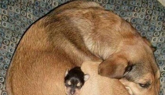 10 fotos de animales siendo muy divertidos para alegrarte el día 10 fotos de animales siendo muy divertidos para alegrarte el día