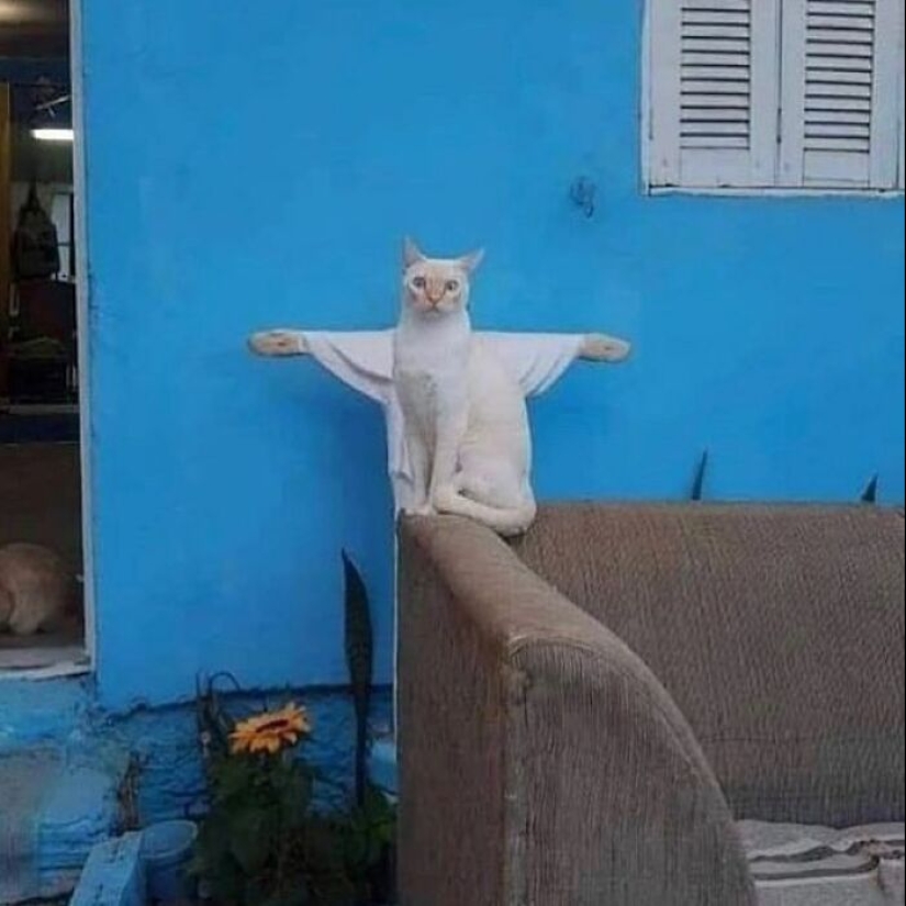 10 fotos de gatos desquiciados que no requieren contexto para ser disfrutadas 10 fotos de gatos desquiciados que no requieren contexto para ser disfrutadas